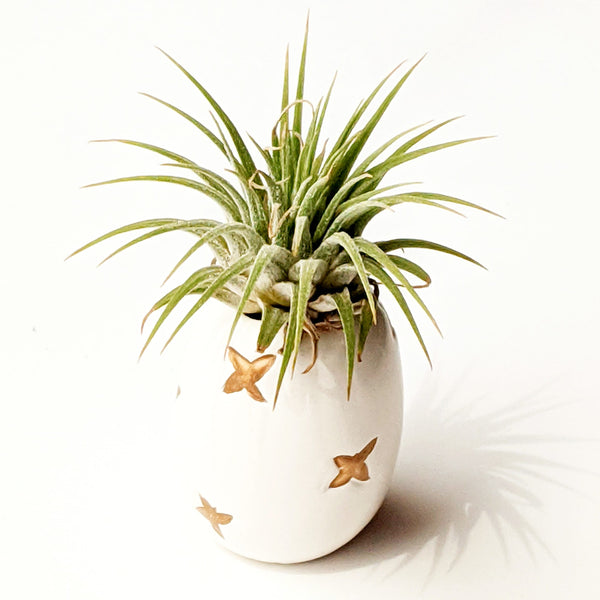 Wonderful Air plants, how too care and tips